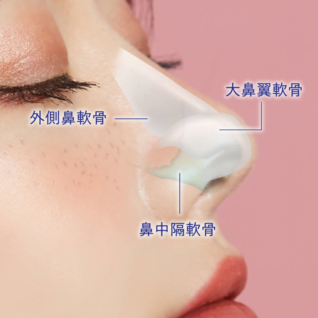 鼻中隔軟骨の図解