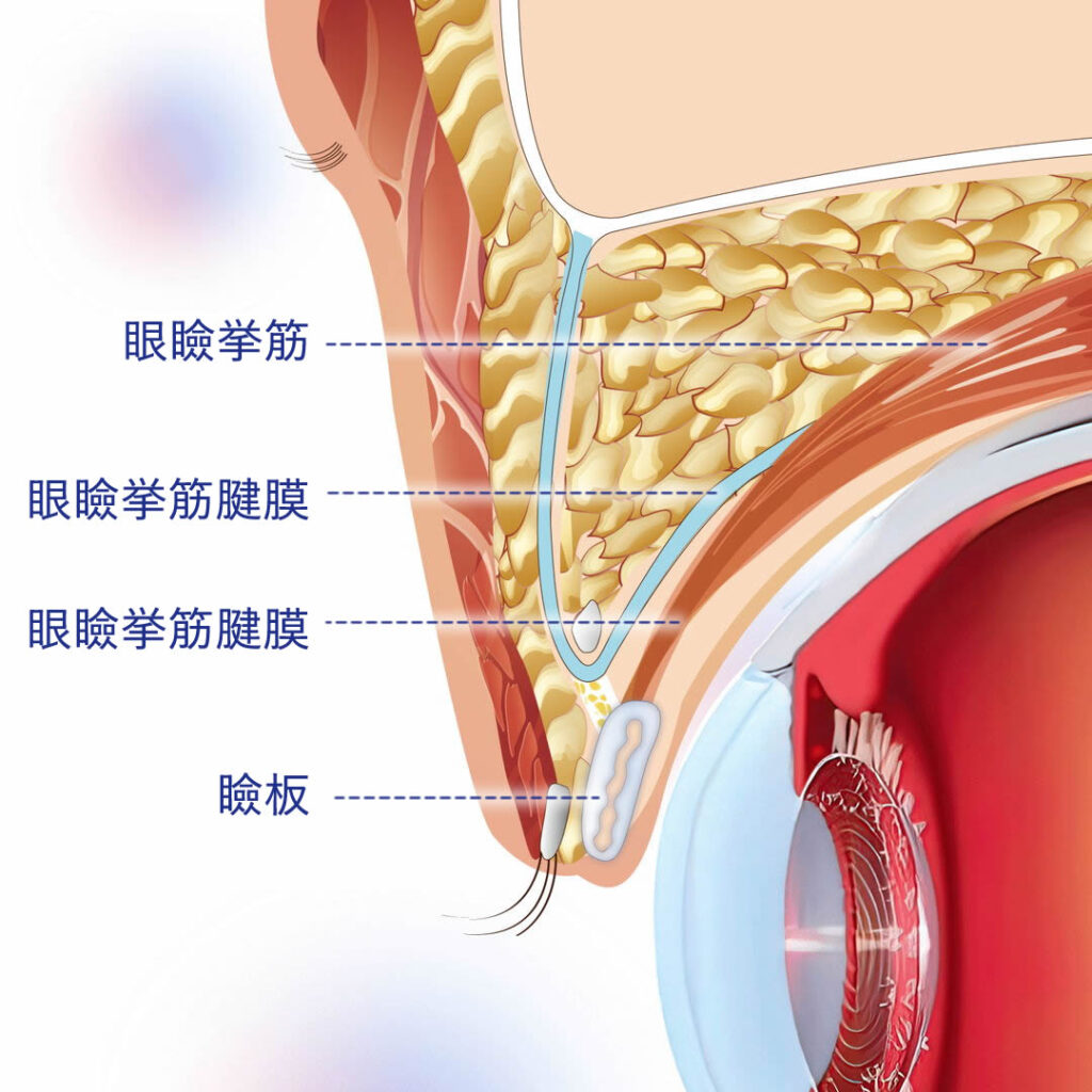 挙筋と瞼板を説明する図解